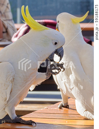 Sulphur-crested cockatoos - Lorne 59188175