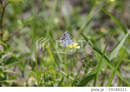 ヒメシジミ 59188221