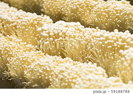 Fresh Enoki mushrooms 59188789