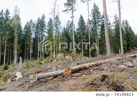 Forest destroyed by bark beetles and storms 59188823