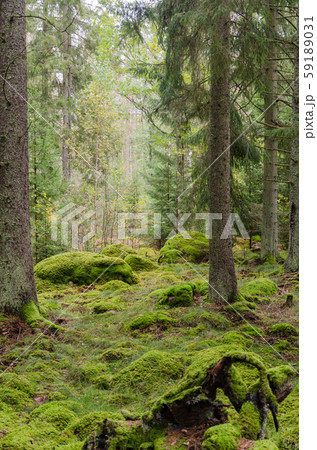 Moss covered fairytale like forest 59189031