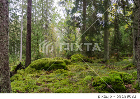 Untouched forest with moss covered floor 59189032