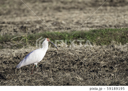 トキ　佐渡島 59189195