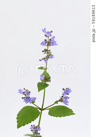 ヤマハッカ ヤマハッカ 59189615