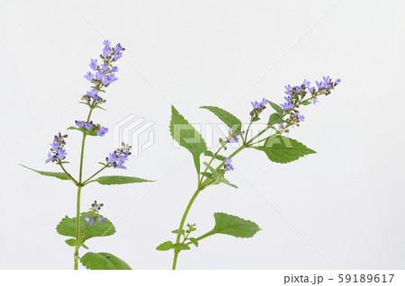 ヤマハッカ ヤマハッカ 59189617