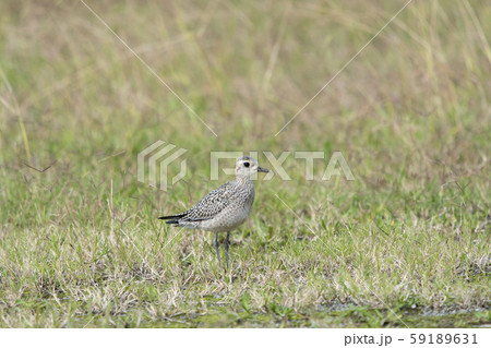 ムナグロ 59189631