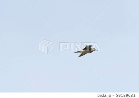 ムナグロ ムナグロ 59189633