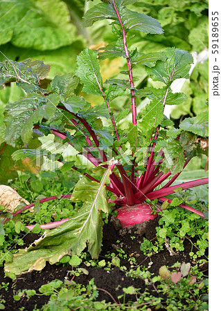 北海道七飯町で収穫間近の赤かぶの畑の風景を撮影 北海道七飯町で収穫間近の赤かぶの畑の風景を撮影 59189655
