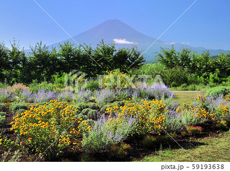 大石公園からの富士山-77294 59193638