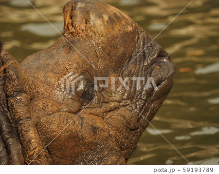 サイ サイ 59193789