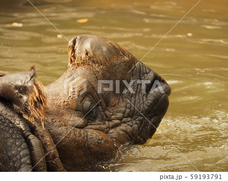 サイ サイ 59193791