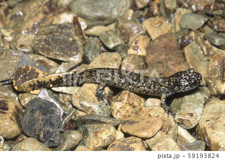 ベッコウサンショウウオ 幼体 ベッコウサンショウウオ 幼体 59193824