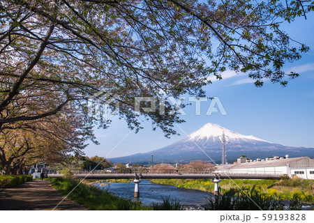 龍巌淵 富士山と桜 59193828