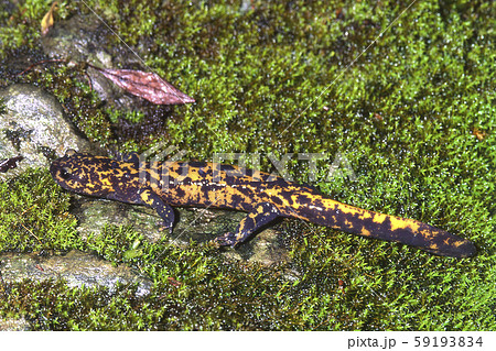 ベッコウサンショウウオ ベッコウサンショウウオ 59193834
