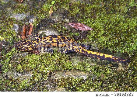 ベッコウサンショウウオ ベッコウサンショウウオ 59193835