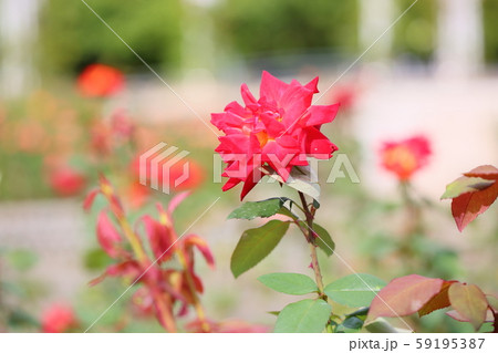 バラの花　錦絵 59195387