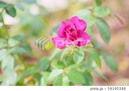 バラの花 イントゥリーグ バラの花 イントゥリーグ 59195388