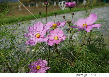 秋桜の花 秋桜の花 59195680