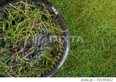 Close up of dung and grass scrap for manke Close up of dung and grass scrap for manke 59195822