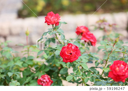 バラの花　フリュイテ 59196247