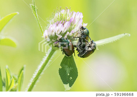 マメコガネ マメコガネ 59196668