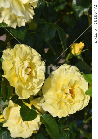 青空に映える王子バラ園のバラ 青空に映える王子バラ園のバラ 59196772