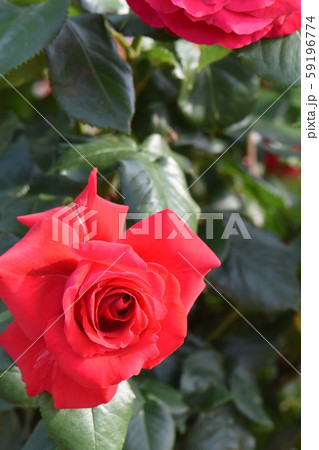 青空に映える王子バラ園のバラ 青空に映える王子バラ園のバラ 59196774