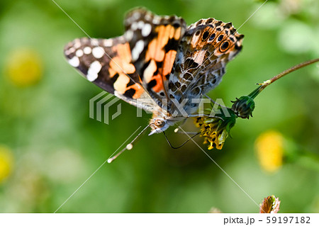 ヒメアカタテハ 59197182