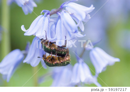 ハナムグリ 59197217