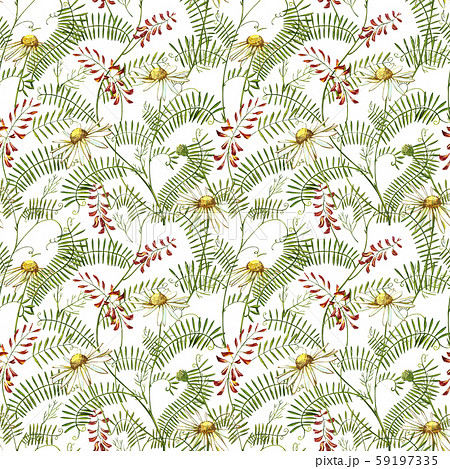 Wildflowers medicinal Tufted Vetch watercolor illustrations. Isolated on the white background 59197335