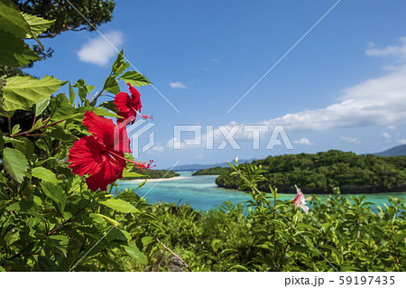 南国に咲くハイビスカス 59197435