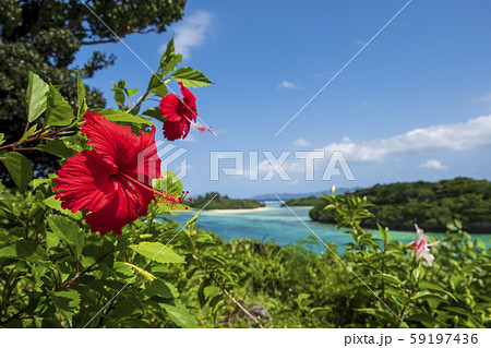 南国に咲くハイビスカス 59197436