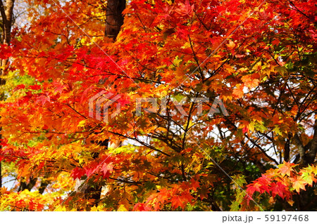 葛根田渓谷の紅葉 59197468