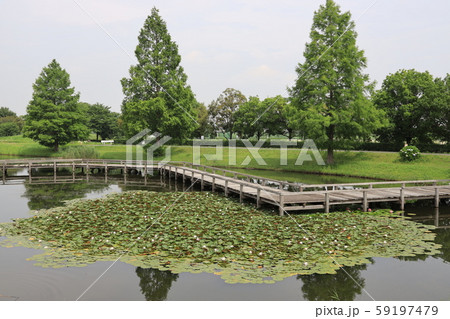 埼玉県加須市騎西総合公園 59197479