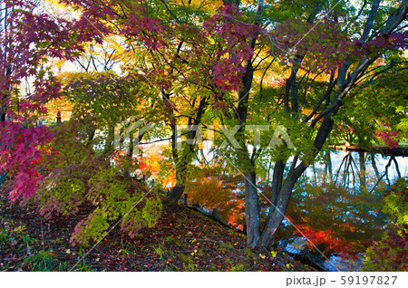 清水公園の紅葉 59197827