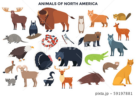 Vector Animals of North America 59197881