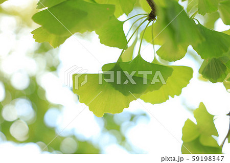 茨城県立歴史館の銀杏 59198347