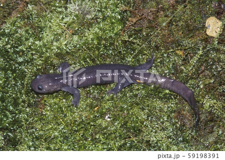 ソボサンショウウオ雄 59198391