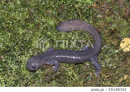 ソボサンショウウオ雄 59198392