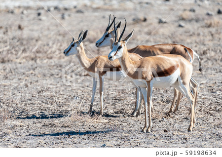 Impalas in Etosha National Park Impalas in Etosha National Park 59198634