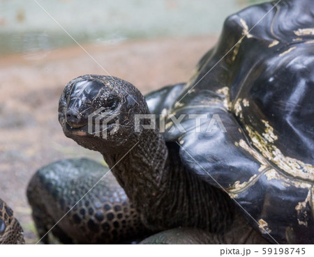 Closeup portrait of Galapagos giant tortoise ,Chelonoidis nigra, with bright black eyes looking 59198745