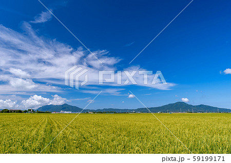 【新潟県新潟市】越後平野の水田と弥彦山、角田山 59199171