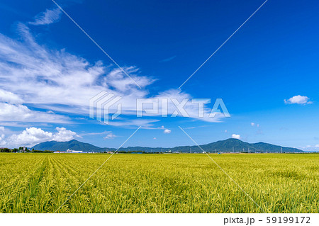 【新潟県新潟市】越後平野の水田と弥彦山、角田山 【新潟県新潟市】越後平野の水田と弥彦山、角田山 59199172