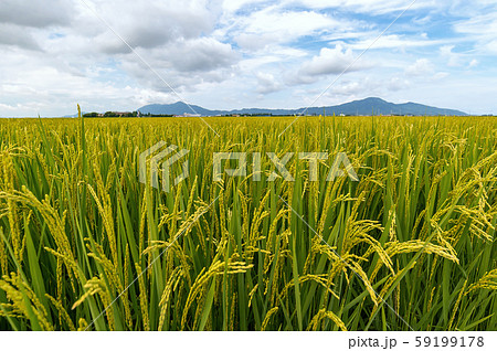 【新潟県新潟市】越後平野の水田と弥彦山、角田山 【新潟県新潟市】越後平野の水田と弥彦山、角田山 59199178
