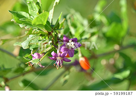 クコの花と実 クコの花と実 59199187