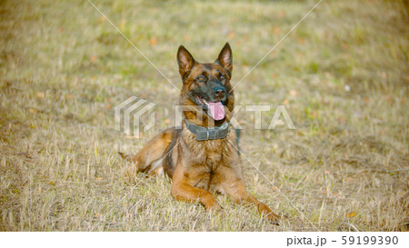German shepherd dog lying on the field with a tongue out 59199390