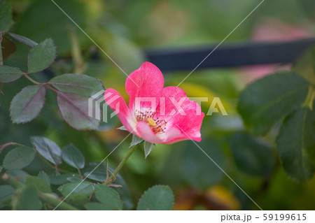 しっとりと咲く秋バラ 一重咲きのピンクのバラの写真素材