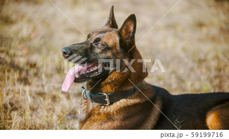 German shepherd dog sitting on the grass 59199716