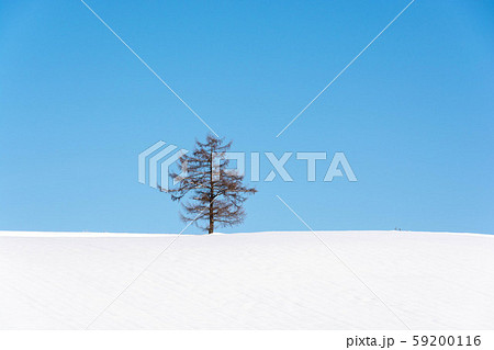 雪原のカラマツと青空 雪原のカラマツと青空 59200116