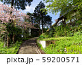 田舎風景と桜 59200571